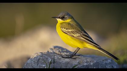 Western Yellow Wagtail