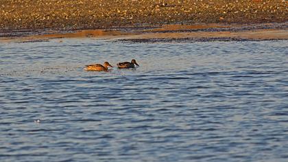 Northern Shoveler