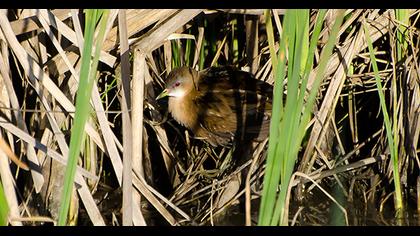 Little Crake