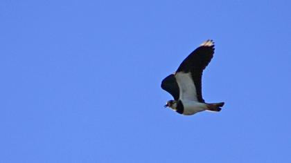 Northern Lapwing
