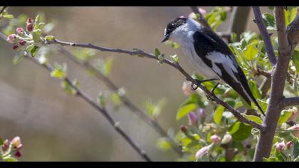 Collared Flycatcher