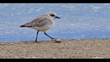 Grey Plover