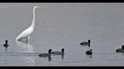 Great Egret