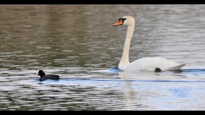 Mute Swan