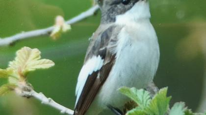 European Pied Flycatcher