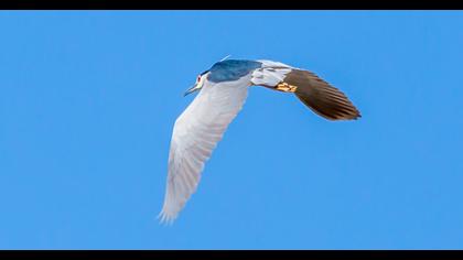 Black-crowned Night Heron