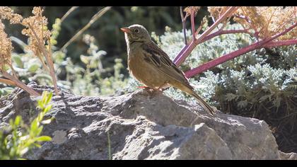 Ortolan Bunting
