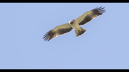 Booted Eagle