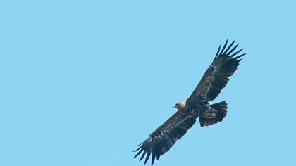 Steppe Eagle