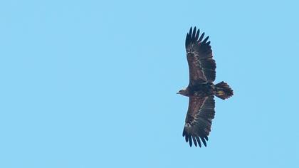 Steppe Eagle