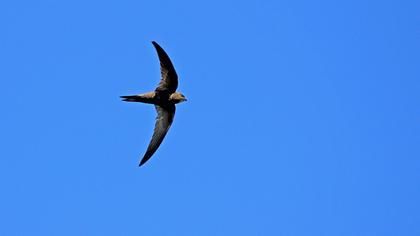 Common Swift