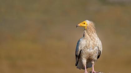 Egyptian Vulture