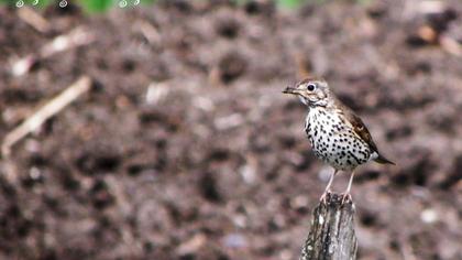 Song Thrush