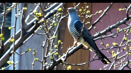 Common Cuckoo