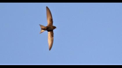 Common Swift