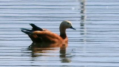 Ruddy Shelduck