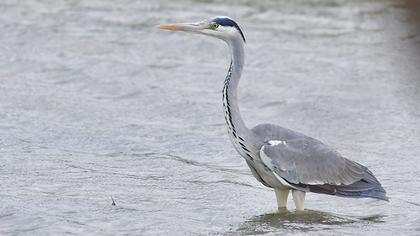 Grey Heron