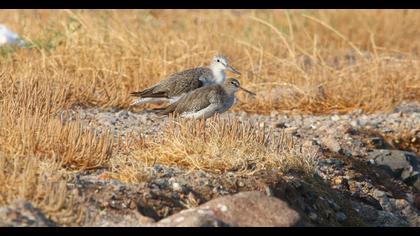 Common Redshank