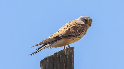 Lesser Kestrel
