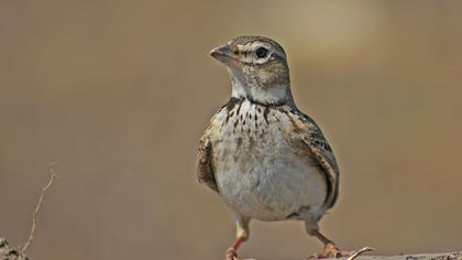Calandra Lark