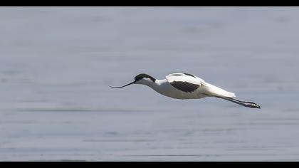 Pied Avocet