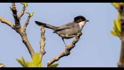 Sardinian Warbler