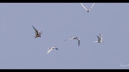 Common Tern