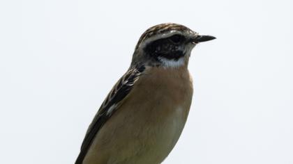 Whinchat