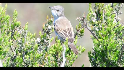 Common Whitethroat