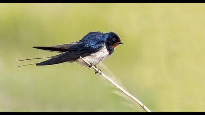Barn Swallow
