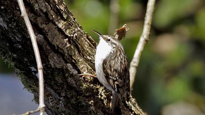 Short-toed Treecreeper
