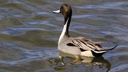 Northern Pintail