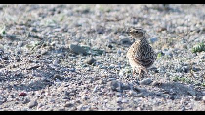 Eurasian Skylark