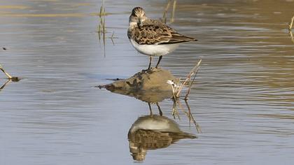 Temminck`s Stint