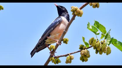 Rosy Starling