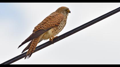 Lesser Kestrel