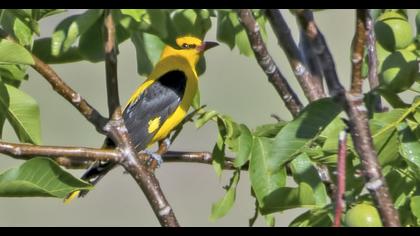 Eurasian Golden Oriole