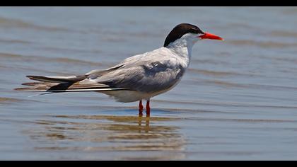 Common Tern