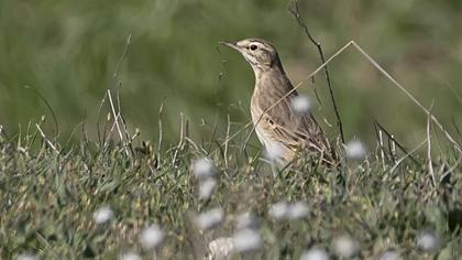 Tawny Pipit