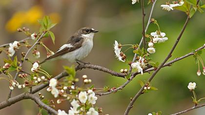 European Pied Flycatcher