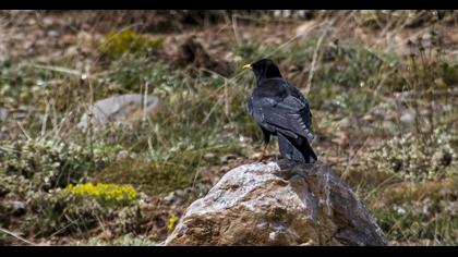 Alpine Chough