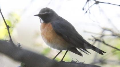 White-throated Robin