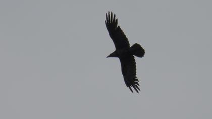 Northern Raven