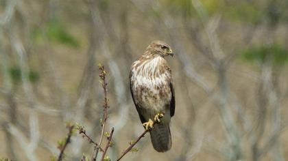 Common Buzzard