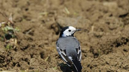 White Wagtail