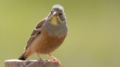 Ortolan Bunting