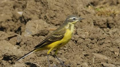 Western Yellow Wagtail