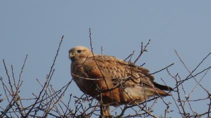 Long-legged Buzzard