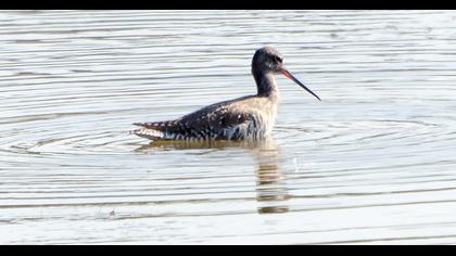 Spotted Redshank