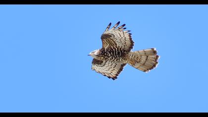 European Honey Buzzard
